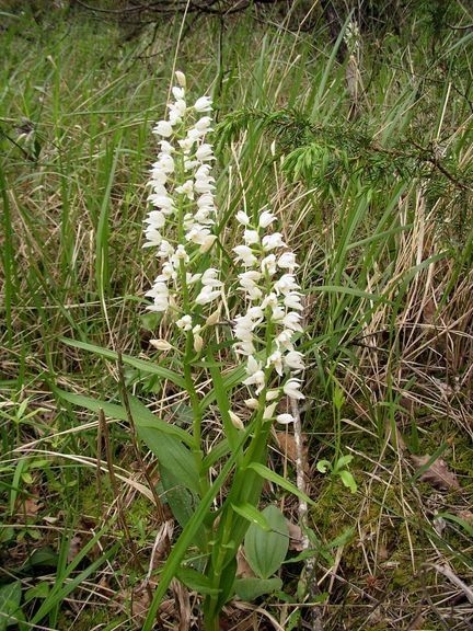 2008 05 Martel,orchidées à foison 01